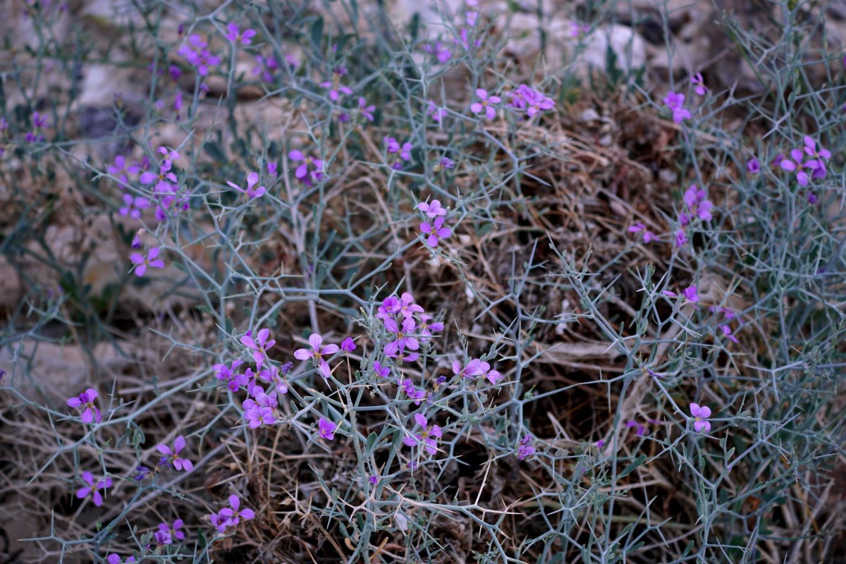 סילון קוצני- צילום עדי מטמון מורה דרך, הערבה התיכונה