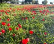 דניאל קופף (צילום: דו"צ) קרן קימת לישראל מזמינה אתכם לטיולי פריחות במרחב דרום לרגל דרום אדום  2024