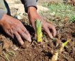דניאל קופף (צילום: דו"צ) התצפית ביער אמציה ששוחזרה במקרה על ידי עובדי קק"ל
