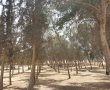 דניאל קופף (צילום: דו"צ) קק"ל מתחילה בפיילוט חדש לניהול משותף של יערות הדרום עם הרשויות בנגב