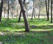 דניאל קופף (צילום: דו"צ) מטיילים ביערות קק"ל