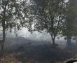 דניאל קופף (צילום: דו"צ) שריפה ביער המלאכים