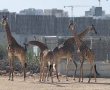 טופי מצטרף למשפחה: ג'ירף חדש הגיע למדבריום בבאר שבע